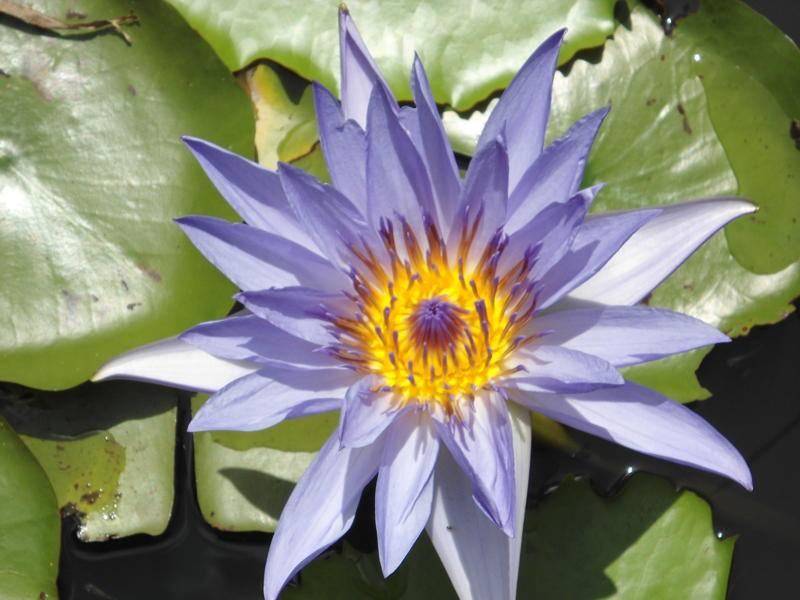 1_flower-0.jpg