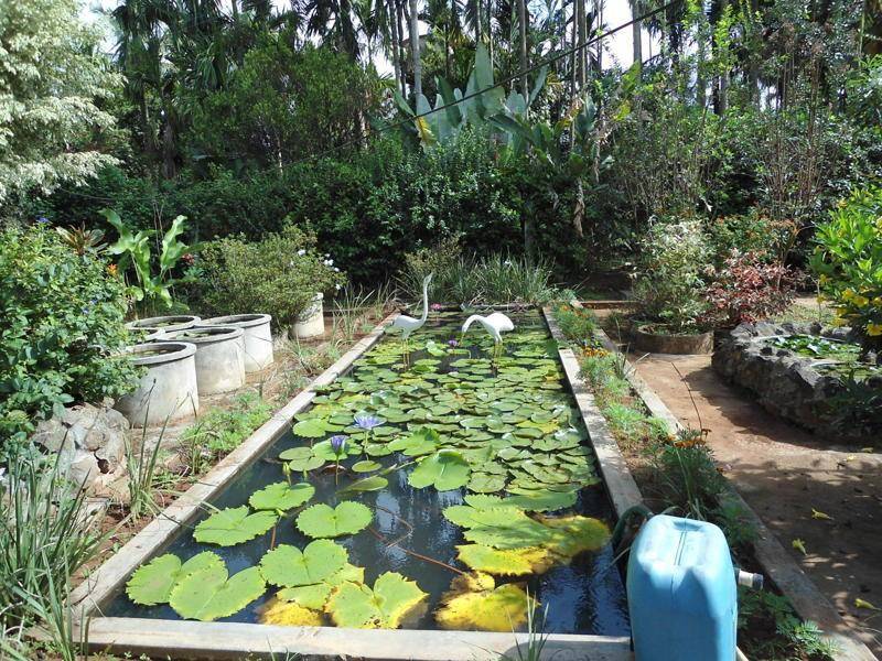 1_lotus-1.jpg