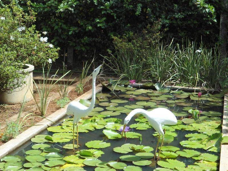 1_pond-1.jpg