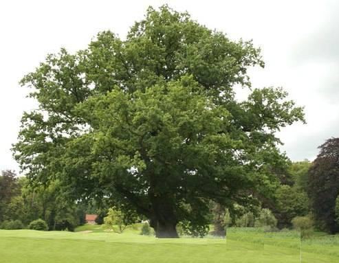 * Найстаріше дерево України - 1350 річний дуб, що росте на Рівненщини *